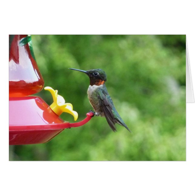 Photographie d'oiseau de colibri à gorge rubis (Devant horizontal)