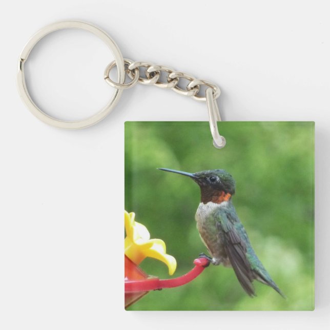 Photographie d'oiseau de colibri à gorge rubis (Devant)
