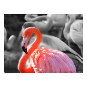 Photographie d'oiseaux Flamants roses