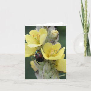 Photographie d'un scarabée sur une fleur de molène