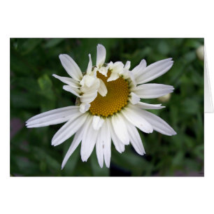 PHotographie Fleur de marguerite