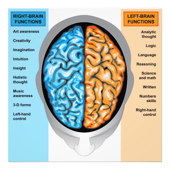 Photographie Fonctions gauche et droite du cerveau (Devant)