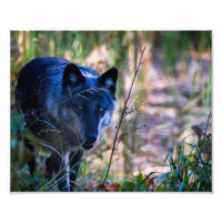 Photographie Grey Wolf Imprimer