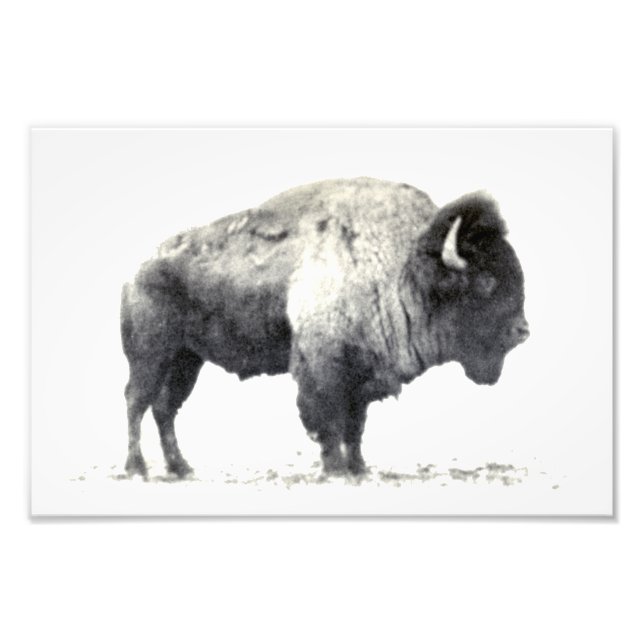 Photographie historique du bison américain (Devant)