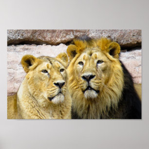 PHOTOGRAPHIE LION mâle et femelle POSTER