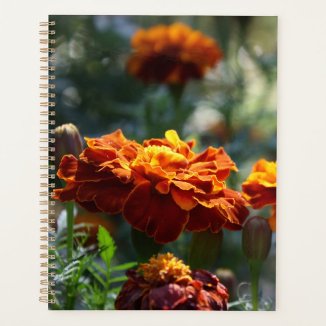 Photographie Macro Marigolds brillante (Devant)