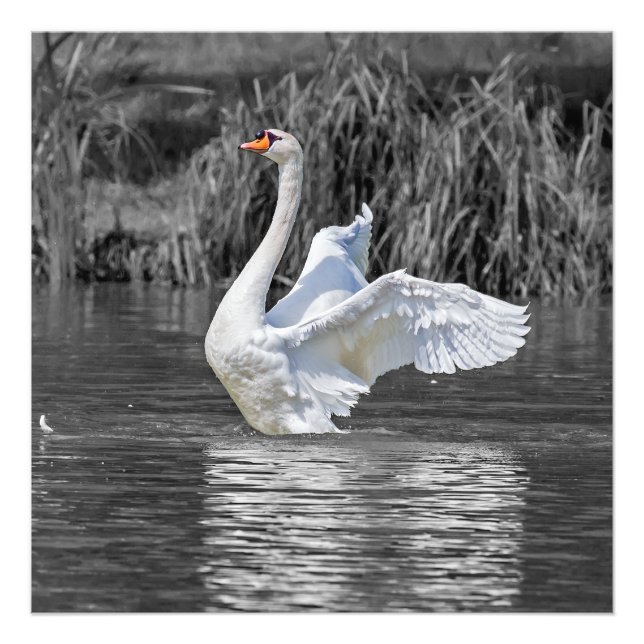 Photographie noir et blanc cygne (Devant)