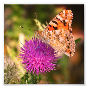 Photographie Papillon Imprimer, Pink Thorn