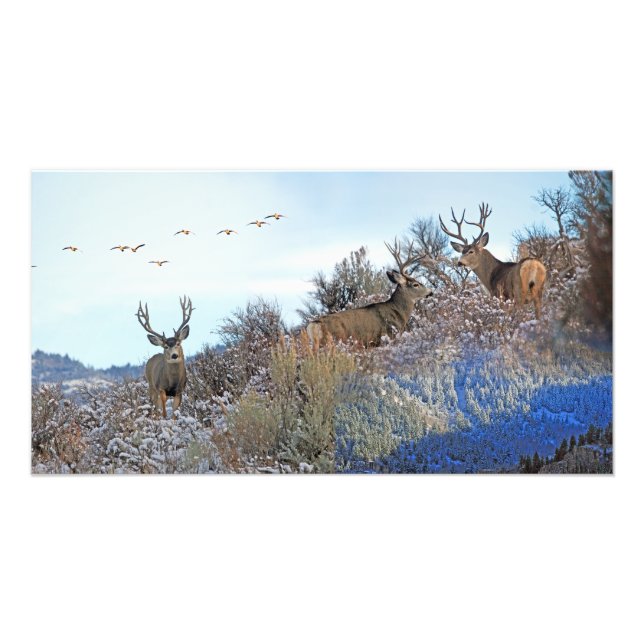 Photographie photoshop art de la faune (Devant)