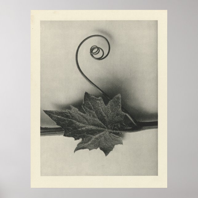 Photographie Plante vintage - Impression d'archive (Devant)