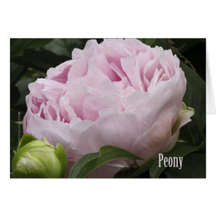 Photographie rose de pivoine
