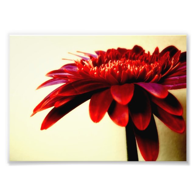 Photographie rouge Gerbera (Devant)