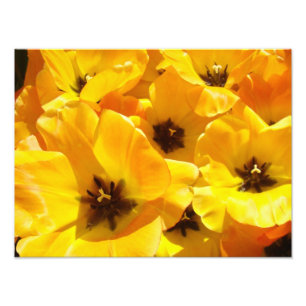 Photographie Tulipe Fleurs impressions d'art Encad
