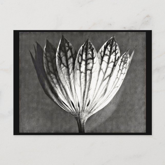 Photographie Vintage carte postale-Karl Blossfeldt (Devant)