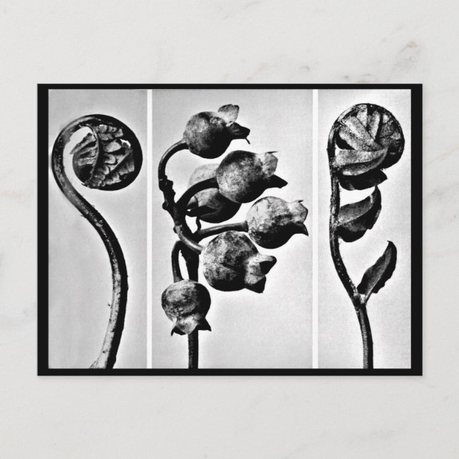 Photographie Vintage carte postale-Karl Blossfeldt (Devant)