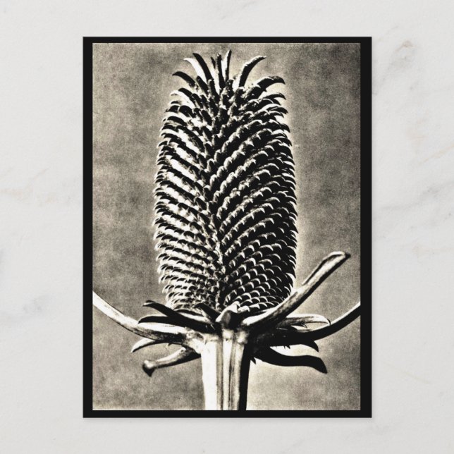 Photographie Vintage carte postale-Karl Blossfeldt (Devant)