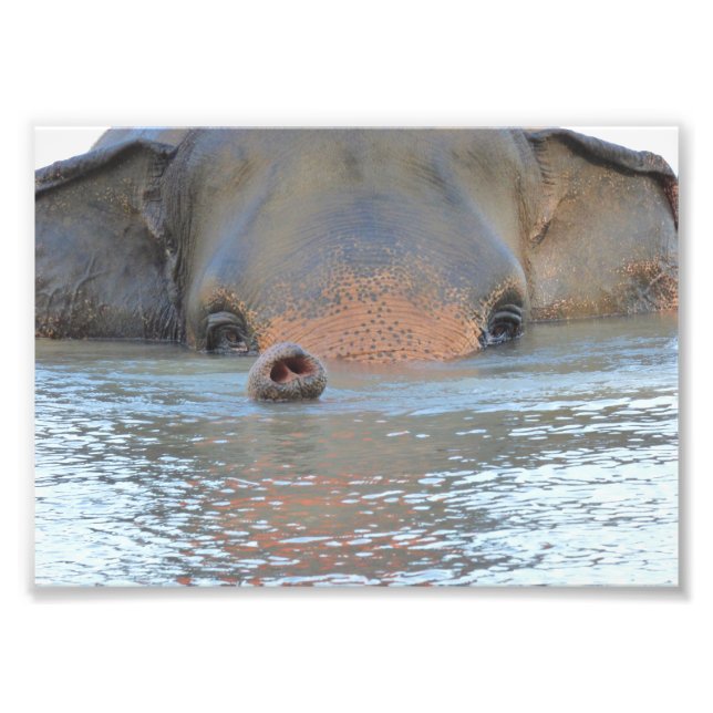 Photographies : Faune et Nature Photographie (Devant)