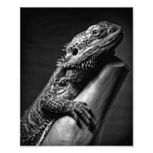 Photographisches Plakat des bärtigen Drachen Fotodruck