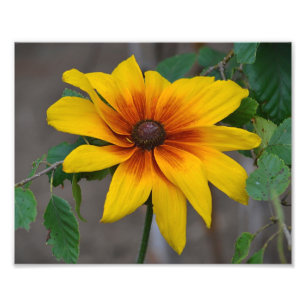 Photoimpression de photo Black Eyed Susan