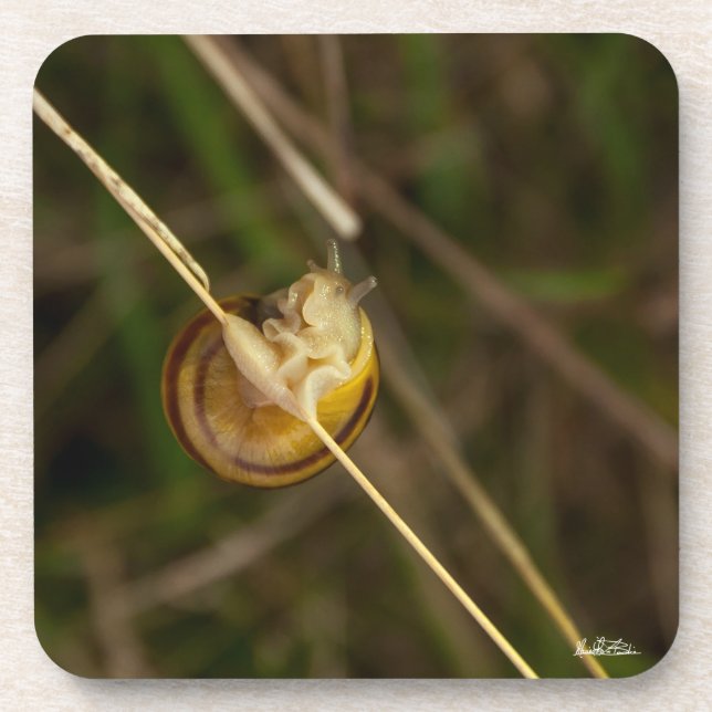 Photoinsekt in Schale Getränkeuntersetzer (Vorderseite)