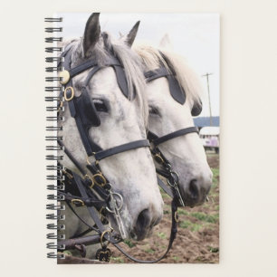 Photos de Cheval Equine Percheron Tandem