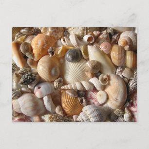 Photos de Coquillages Photographie Carte postale