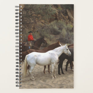 Photos du Cheval de l'Aiguille Equine Cowboy Herd