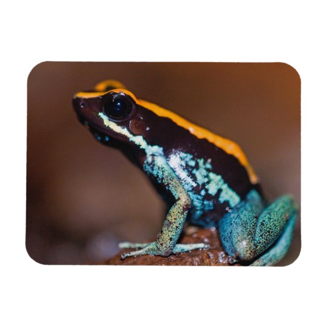 Phyllobates vittatus, ein Giftpfeiffrosch Magnet (Horizontal)
