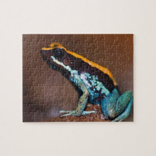 Phyllobates vittatus, ein Pfeilgiftfrosch