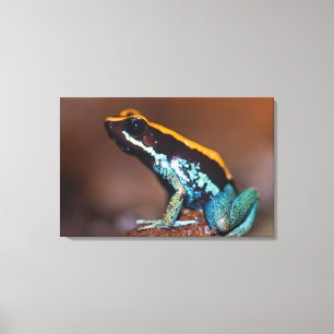 Phyllobates vittatus, ein Pfeilgiftfrosch Leinwanddruck