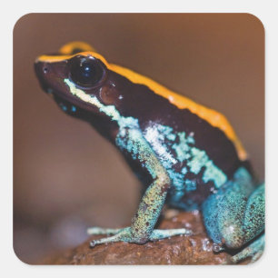 Phyllobates vittatus, ein Pfeilgiftfrosch Quadratischer Aufkleber