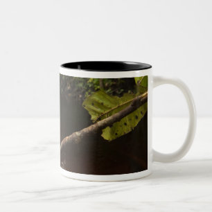 Phyllomedusa bicolor) 2 zweifarbige tasse