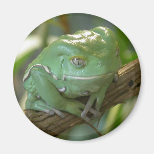 Phyllomedusa sauvagii magnet