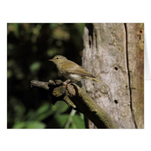 Phylloscopus collybita