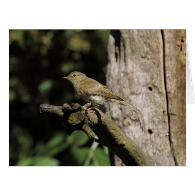 Phylloscopus collybita (Vorderseite (Horizontal))