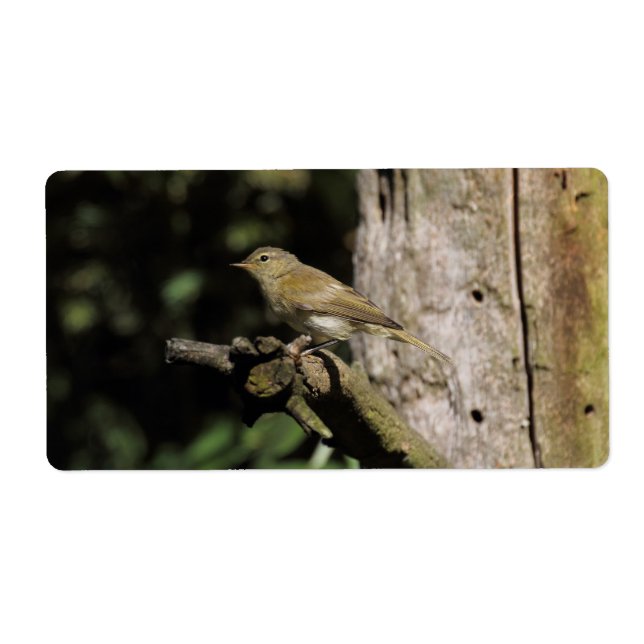 Phylloscopus collybita (Vorne)