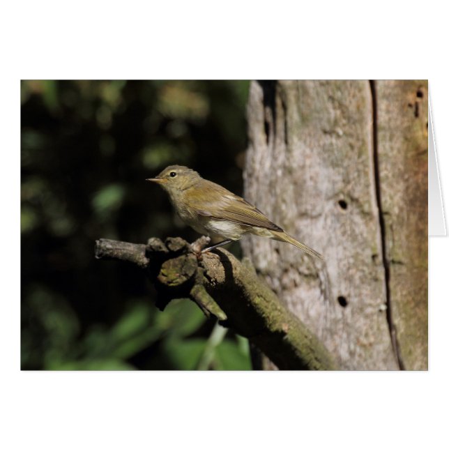 Phylloscopus collybita (Vorderseite (Horizontal))