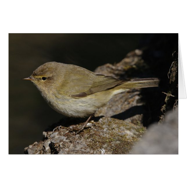 Phylloscopus collybita (Vorderseite (Horizontal))
