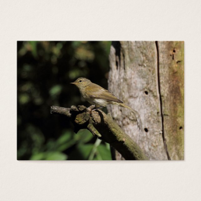 Phylloscopus collybita (Vorderseite)