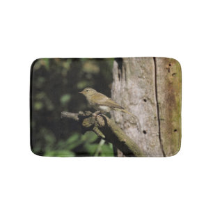 Phylloscopus collybita badematte