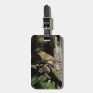 Phylloscopus collybita gepäckanhänger