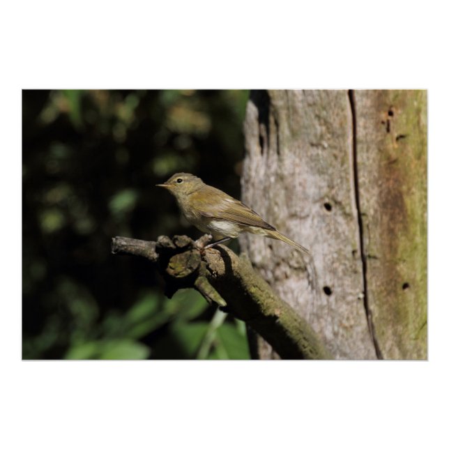 Phylloscopus collybita poster (Vorderseite)