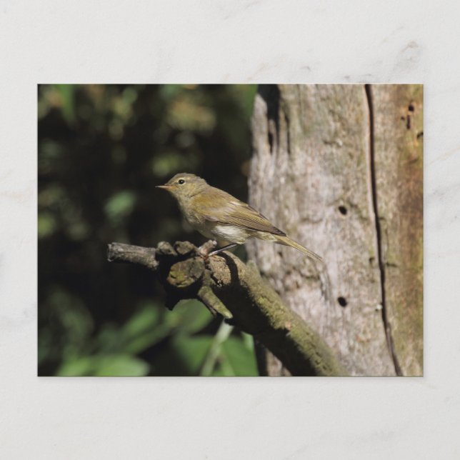 Phylloscopus collybita postkarte (Vorderseite)