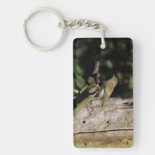 Phylloscopus collybita schlüsselanhänger