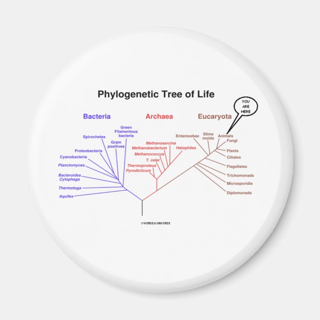 Phylogenetischer Baum - Sie sind hier (Biologie) Magnet (Vorne)