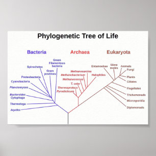 Phylogenetischer Tree Poster