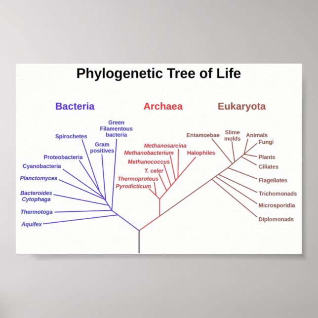 Phylogenetischer Tree Poster (Vorne)