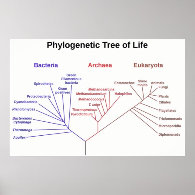 Phylogenetischer Tree Poster (Vorne)