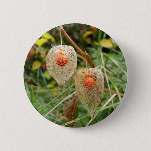 Physalis alkekengi Abzeichen Button (Vorderseite)