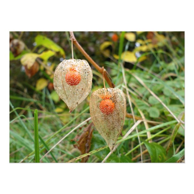 Physalis alkekengi fotodruck (Vorne)